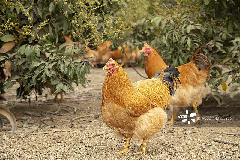 生态本地湛江走地鸡图片素材