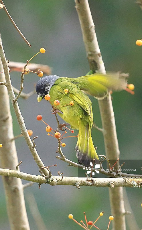 小鸟与果实图片素材