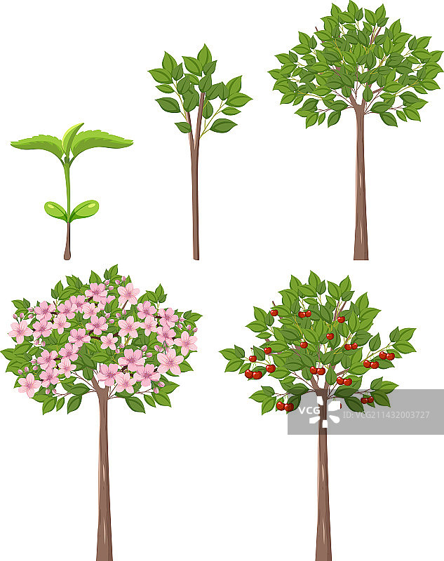 樱桃树的生长阶段图片素材