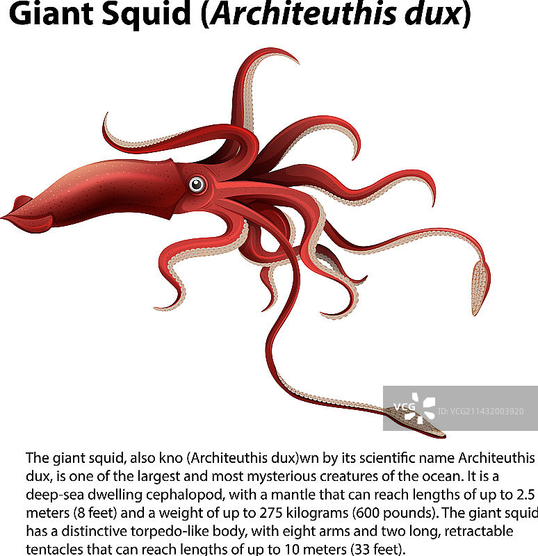 巨型鱿鱼图片素材