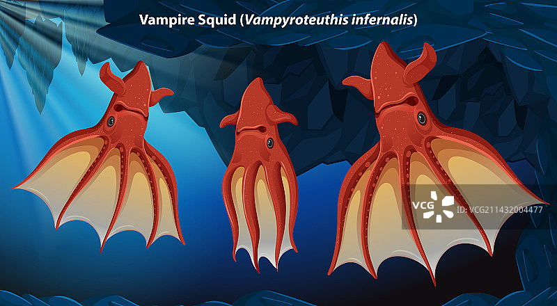 吸血鬼乌贼图片素材