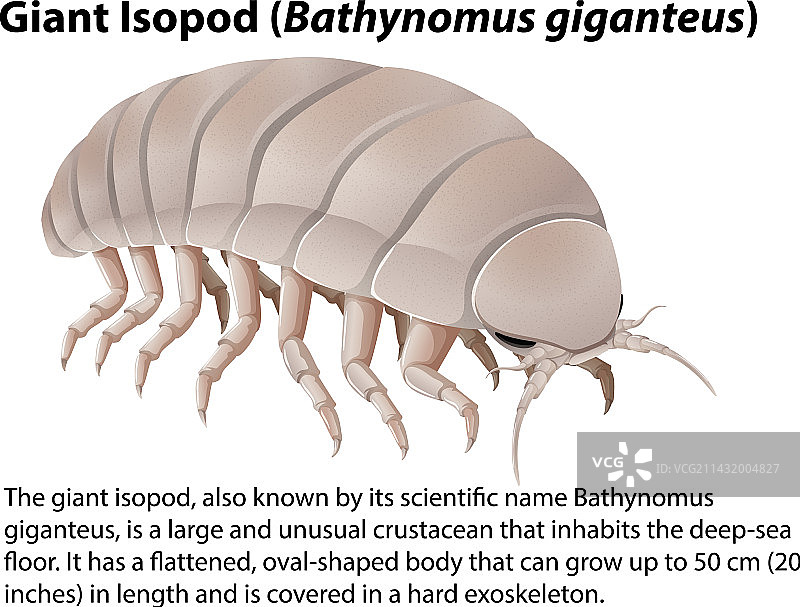 具有的巨型等足虫图片素材