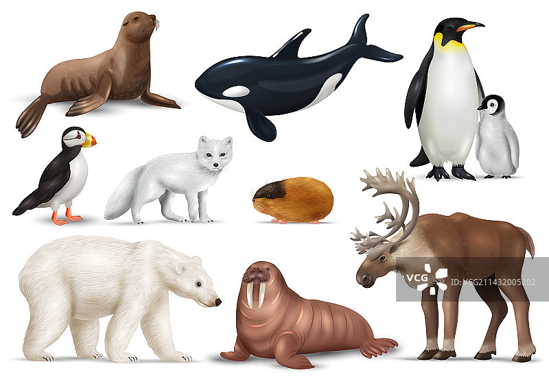 北极动物合集图片素材