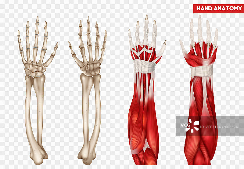 手部解剖集合图片素材