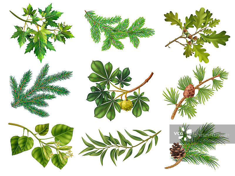 逼真树枝素材图片素材