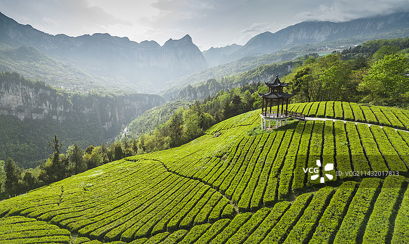 航拍湖北恩施深山绝壁下的有机茶园：恩施玉露茶叶基地图片素材