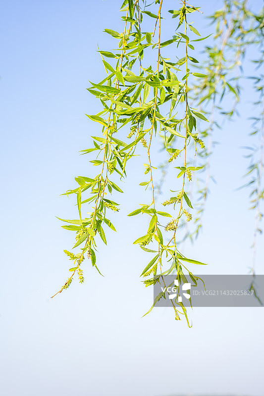 春天发芽的柳树图片素材