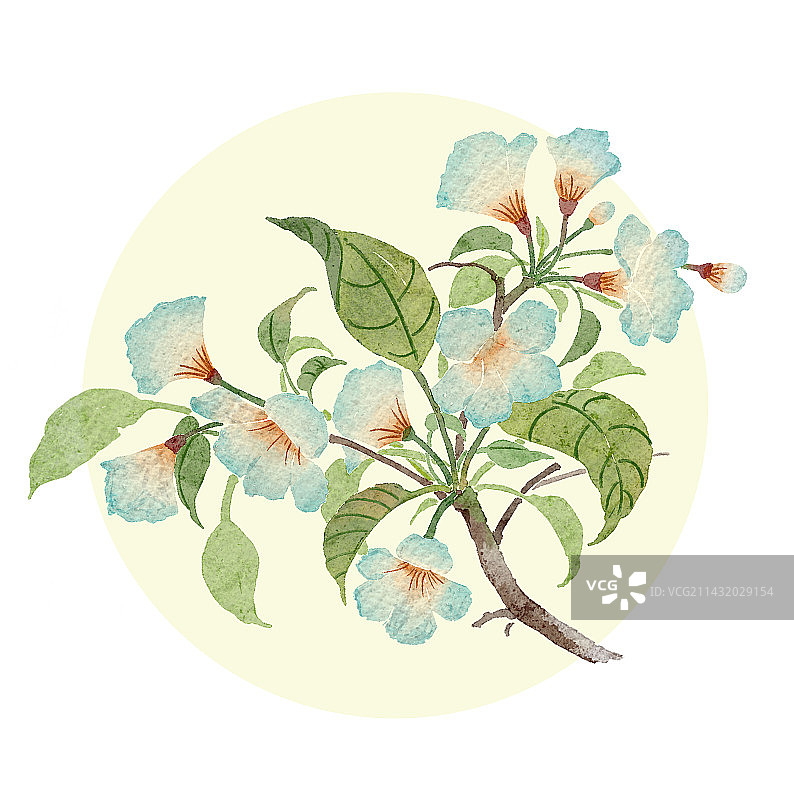 水彩风油桐花图片素材