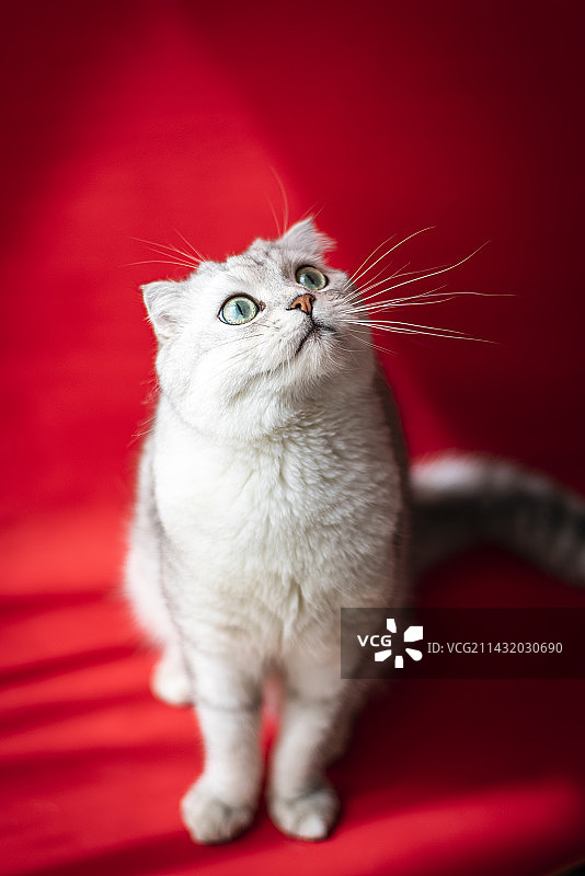 英国短毛猫银渐层图片素材