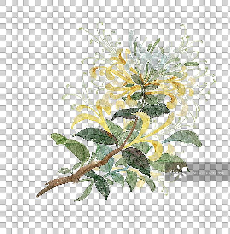 水彩风金银花图片素材