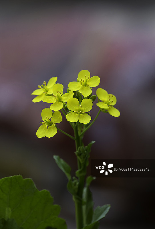 白菜花图片素材
