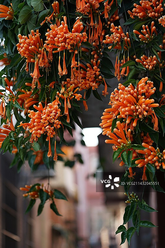 鞭炮花 炮仗花图片素材