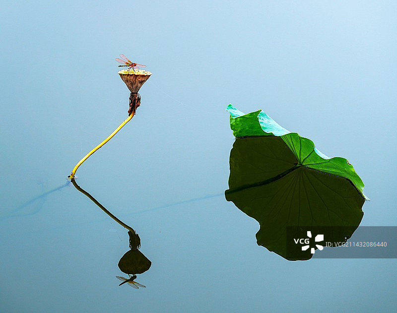 镇江焦山公园荷塘图片素材