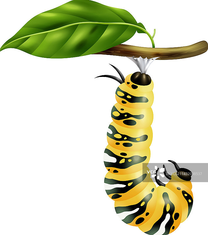 蝴蝶生命周期阶段图片素材