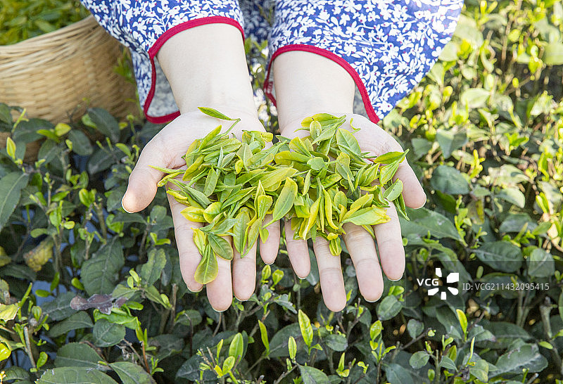 绿茶鲜叶图片素材