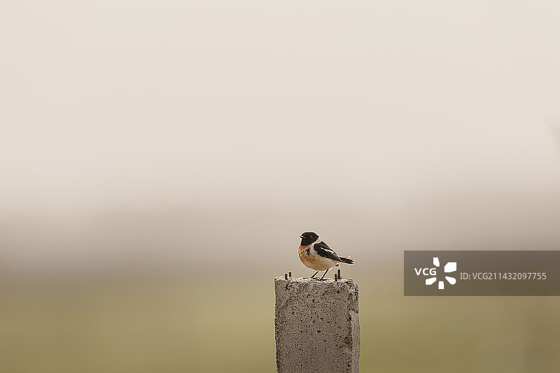 黑喉石即鸟图片素材