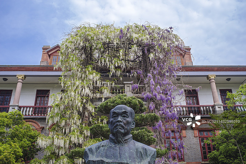 南通博物苑濠南别业的紫藤花图片素材