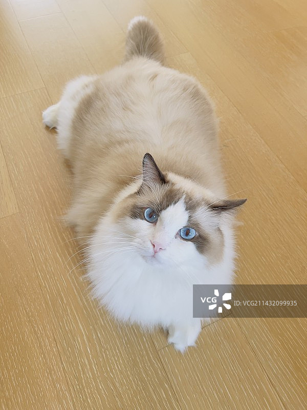 布偶猫图片素材