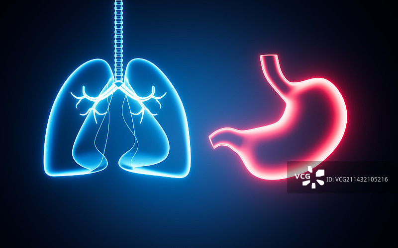 人类肺部和胃部结构图3D渲染图片素材