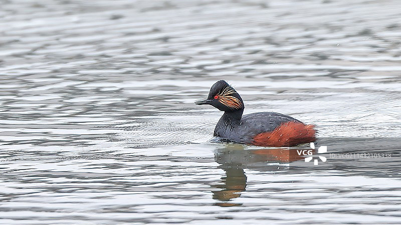 黑颈鸊鷉图片素材