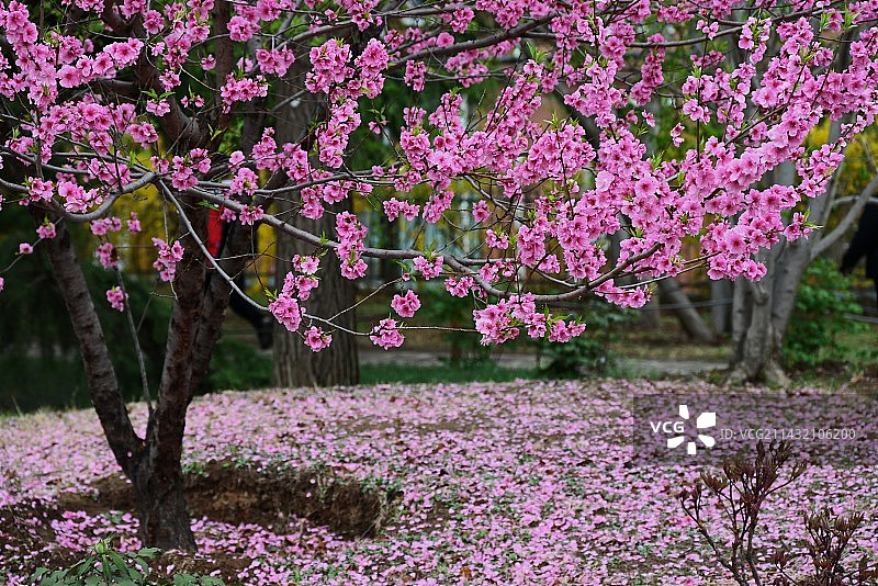 雨后的国家植物园图片素材