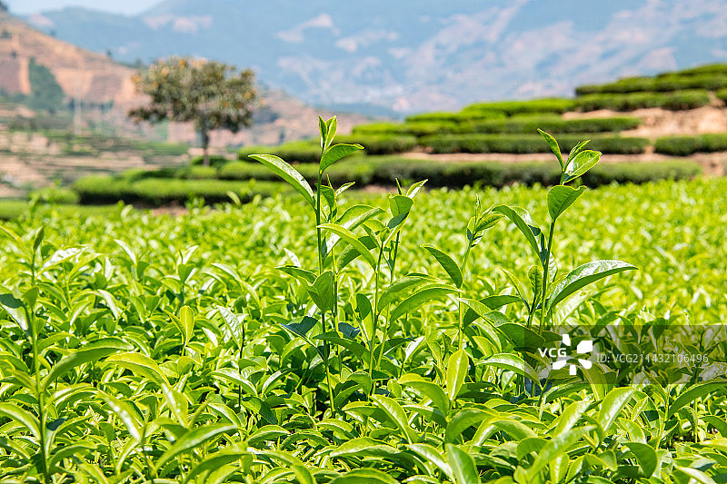 安溪金谷铁观音茶园图片素材