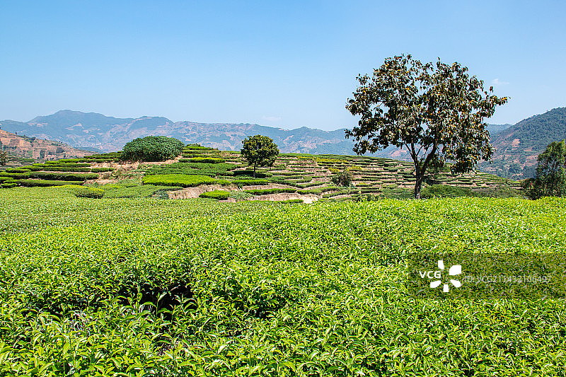 安溪金谷铁观音茶园图片素材