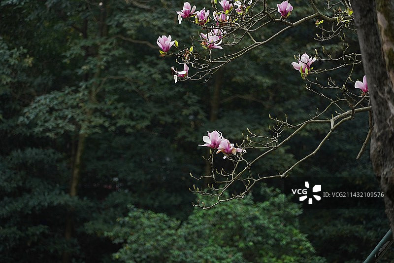 杭州植物园的玉兰花图片素材