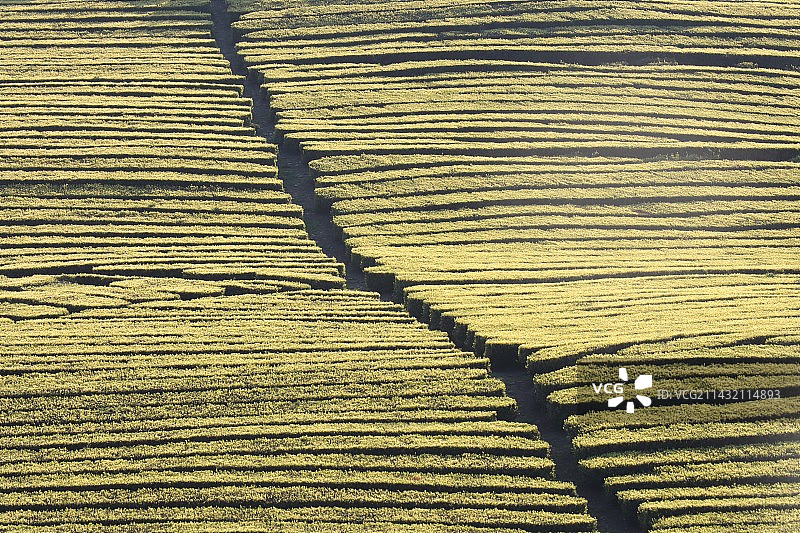 宁波东钱湖福泉山的茶山图片素材