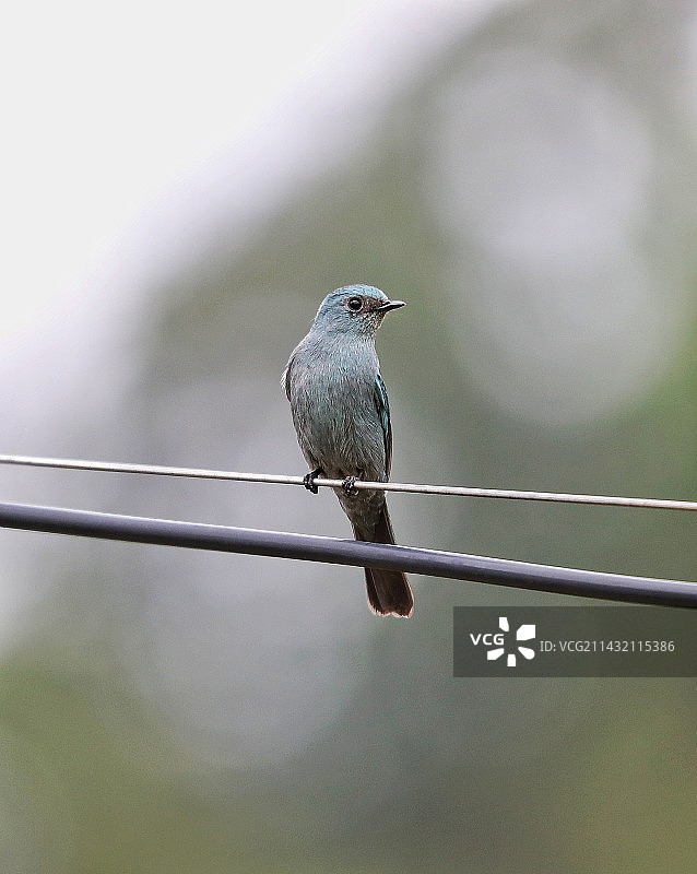 鸟栖息在缆绳上的特写镜头图片素材