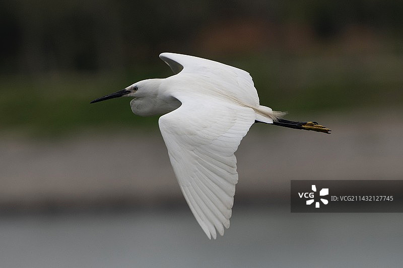 小白鹭图片素材