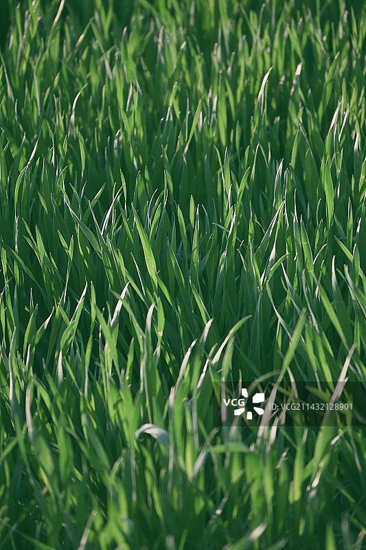 鲜绿原野全帧拍摄图片素材