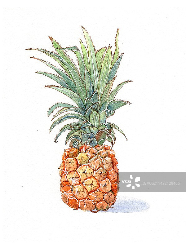 水彩手绘水果插画图片素材