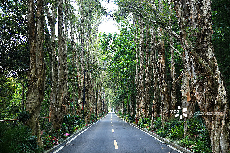 福州森林公园的白千层树木和道路图片素材