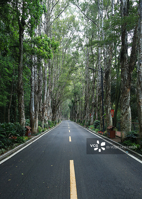 福州森林公园的白千层树木和道路图片素材
