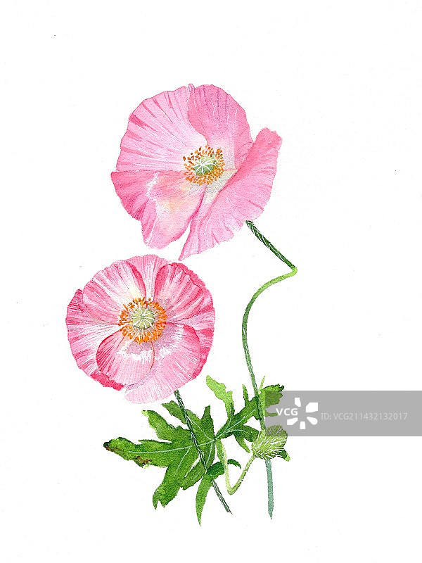 水彩手绘清新花卉虞美人图片素材