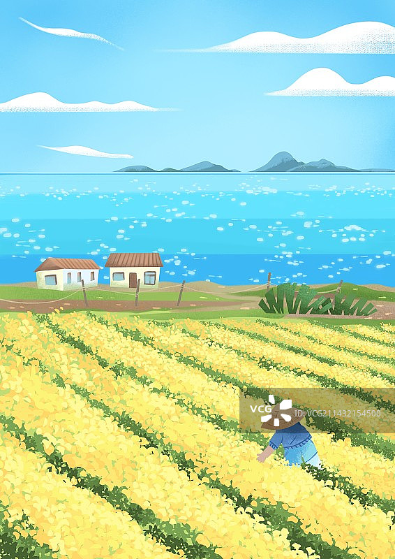 海边油菜花田劳作农民图片素材