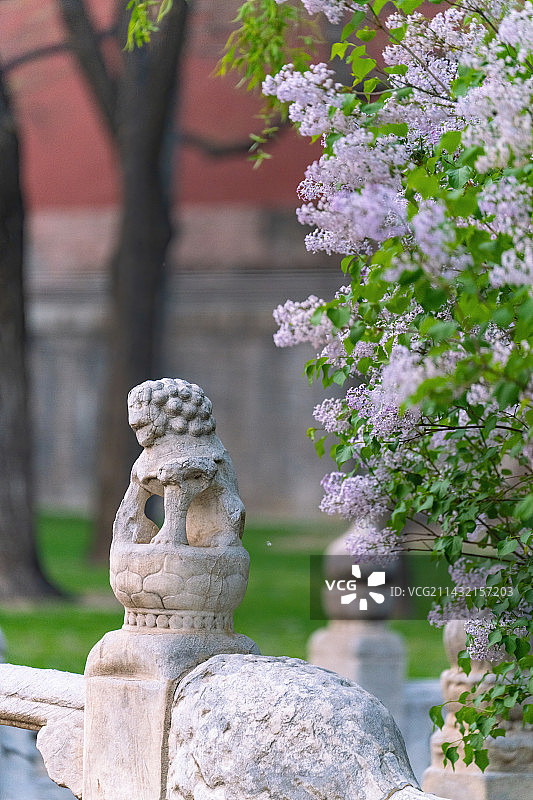 春天故宫盛开的丁香花和断虹桥石狮子图片素材