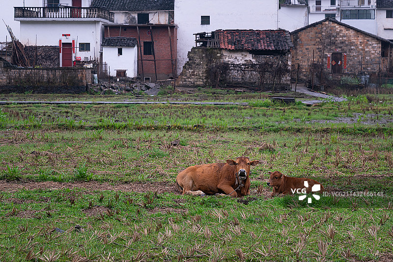 江西上饶婺源察关村农田里的老牛和小牛图片素材