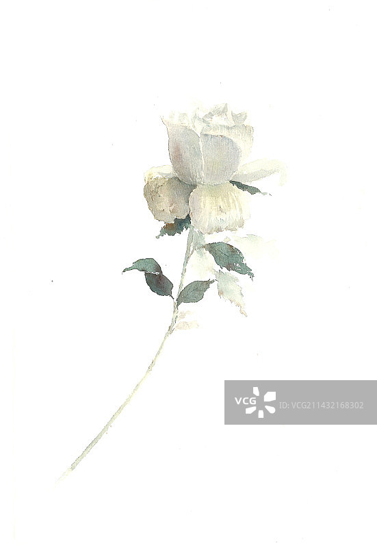 水彩 白色玫瑰图片素材