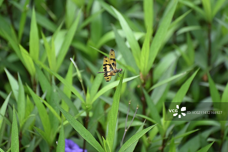 斑丽翅蜻图片素材
