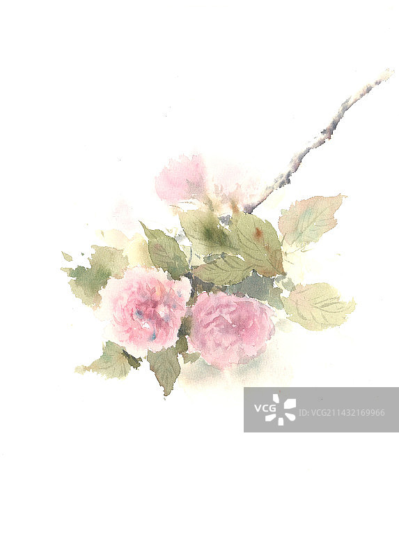 水彩樱花 手绘花卉图片素材