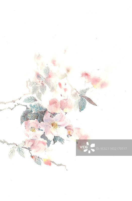 水彩海棠花 复古花卉图片素材