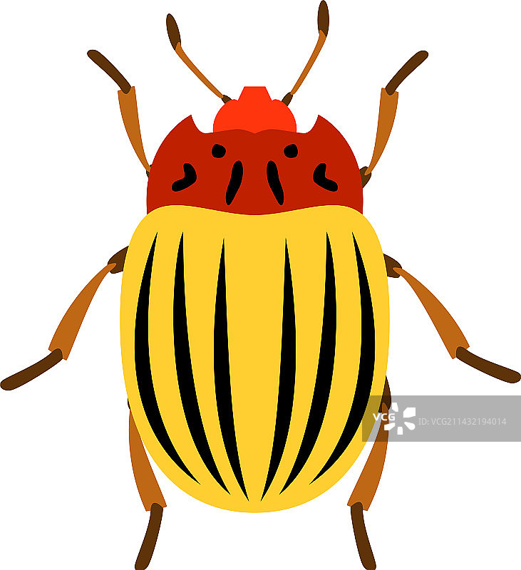 扁平马铃薯甲虫图片素材