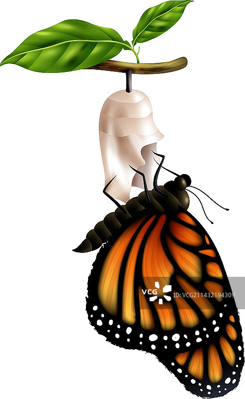 蝴蝶生命周期阶段图片素材