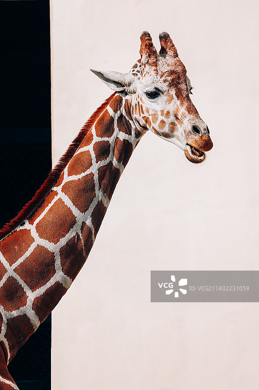 长颈鹿  极简图片素材