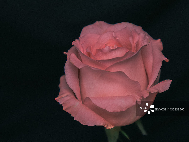 粉色玫瑰图片素材