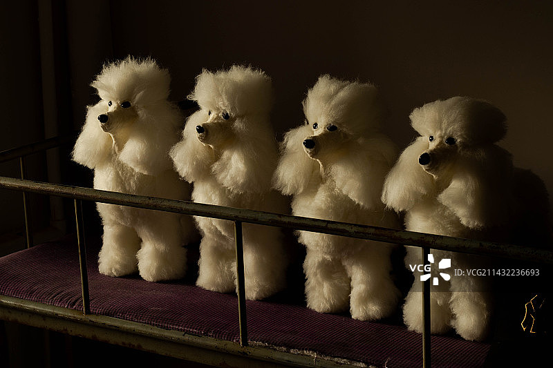 模特犬图片素材