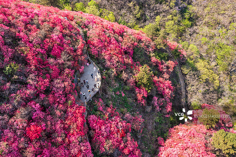 航拍：云雾缭绕云雾山，满山杜鹃映山红图片素材