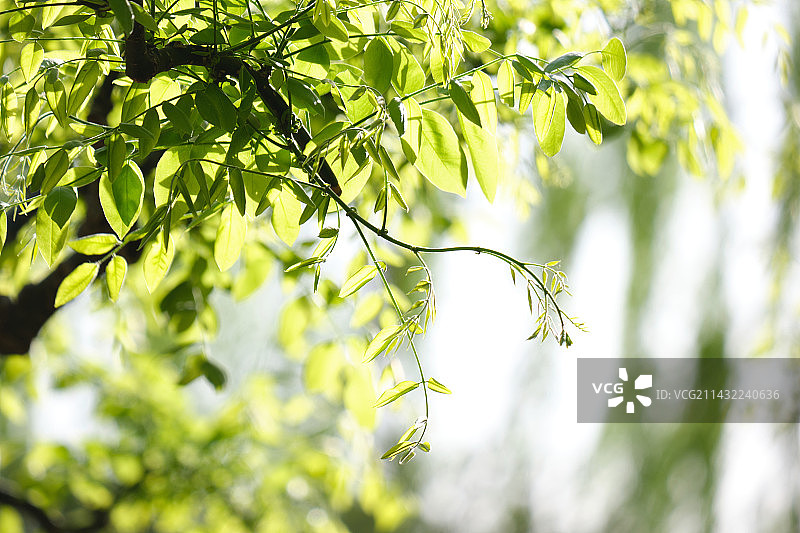 春天树木抽出新芽，阳光透过绿叶图片素材